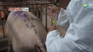 猪场探客：最新深部输精技术教学视频