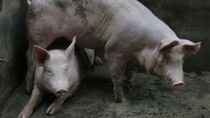 科学防控非洲猪瘟，这些知识你必须知道