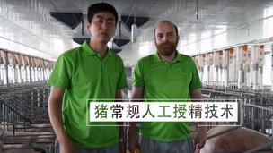 德式母猪常规人工授精