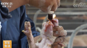 《科技苑》喝碘液 放玩具 猪场防控有新招