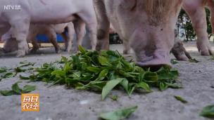 给猪瘦身还能卖高价钱？茶叶喂猪效益惊人